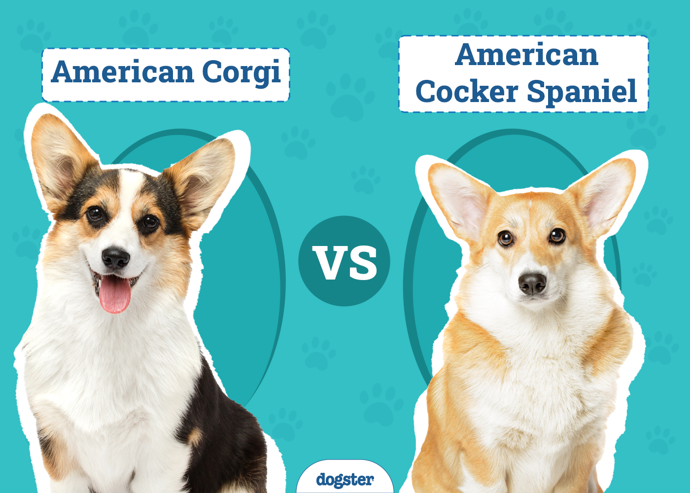 American Corgi vs Pembroke Welsh Corgi