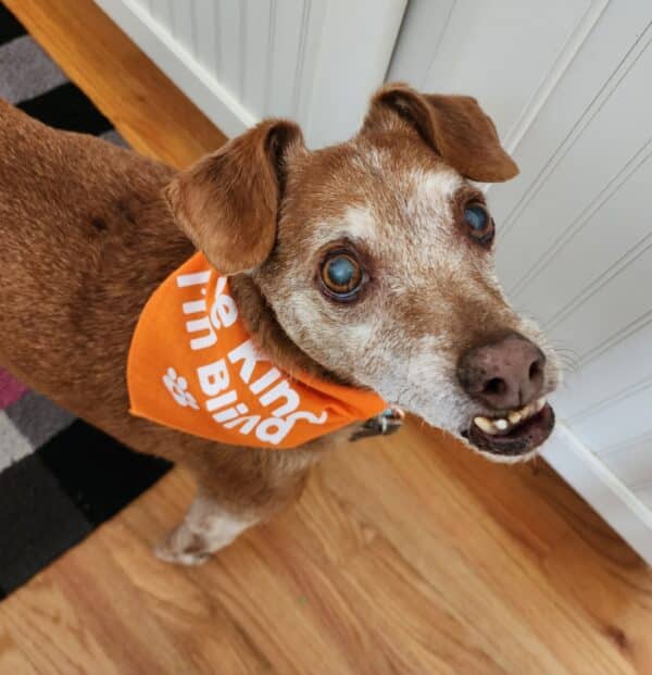 blind dog with bandana