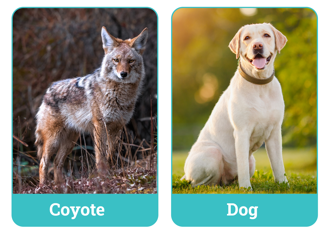 Coyote vs Dog