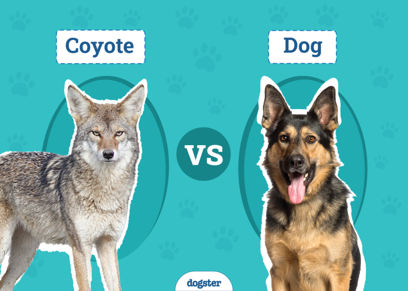 Coyote vs Dog