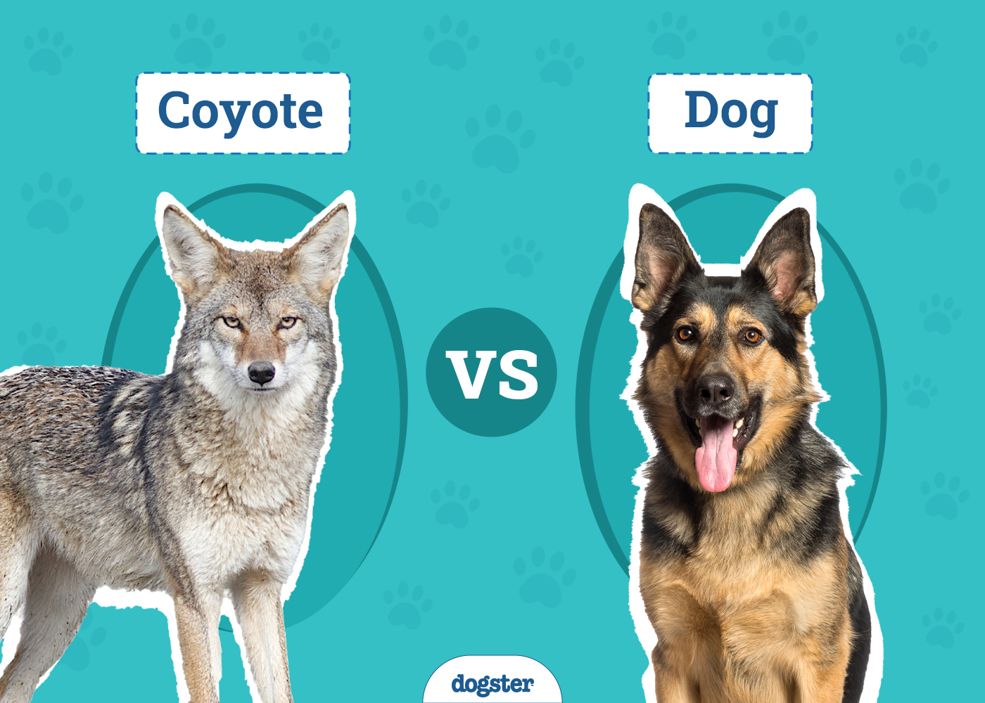 Coyote vs Dog