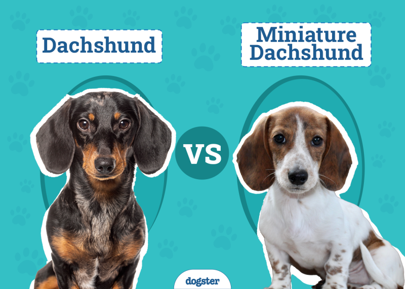 Dachshund vs. Miniature Dachshund