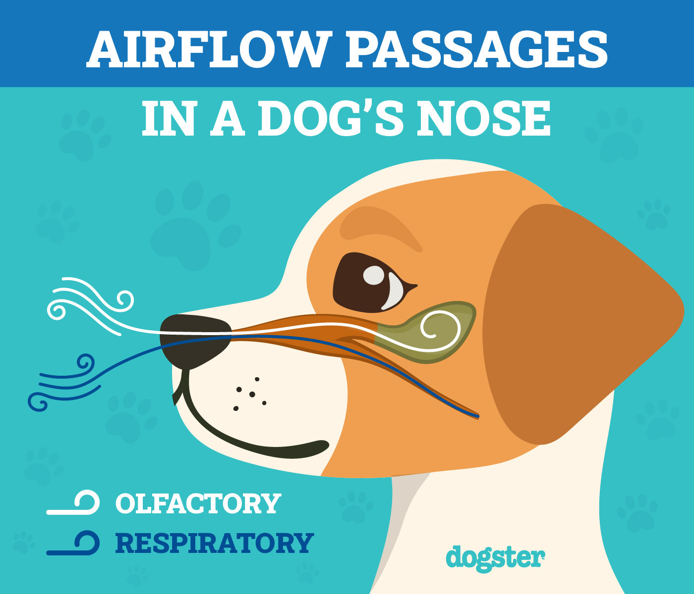 Dogster_Airflow Passages In a Dogs's Nose_v1_Apr 15 2024