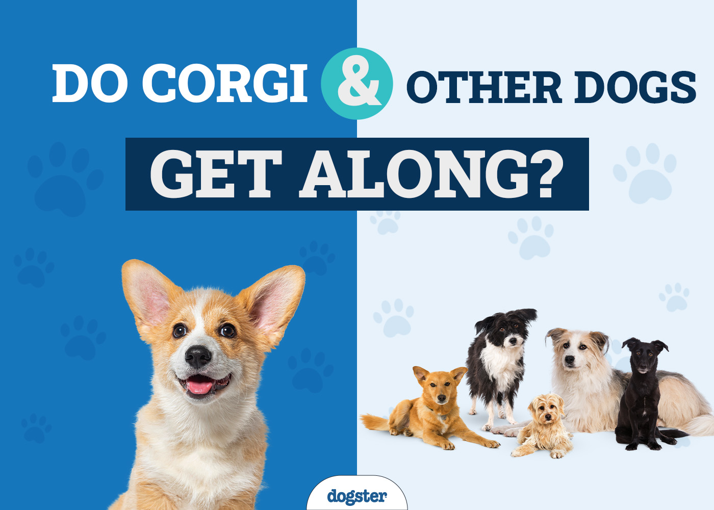 Do Corgi & Other Dogs Get Along