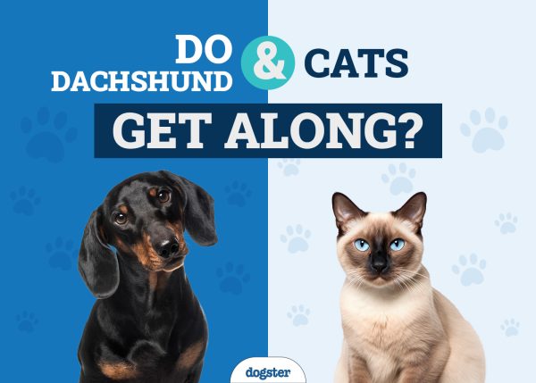 Do Dachshund & Cats Get Along