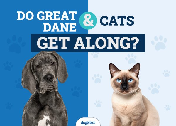 Do Great Dane & Cats Get Along