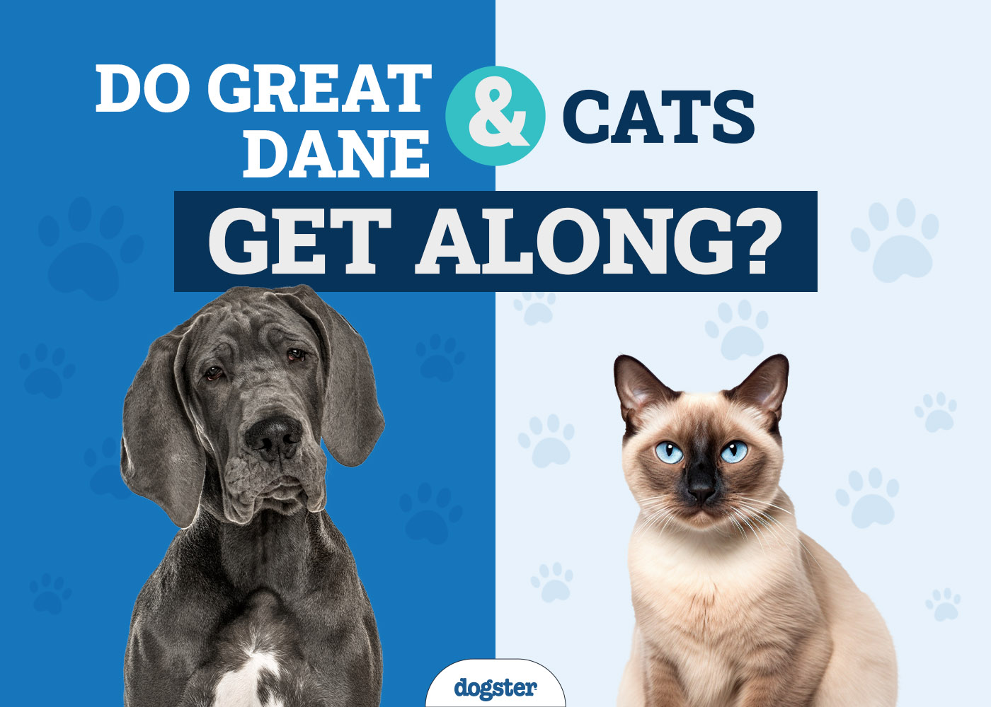 Do Great Dane & Cats Get Along