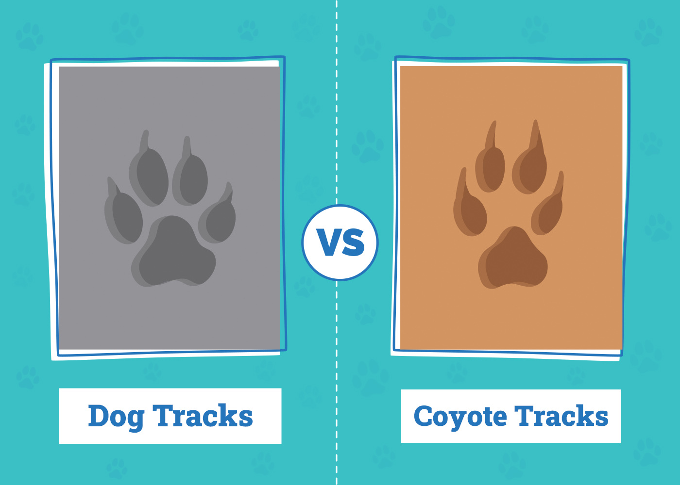 dog tracks vs coyote tracks