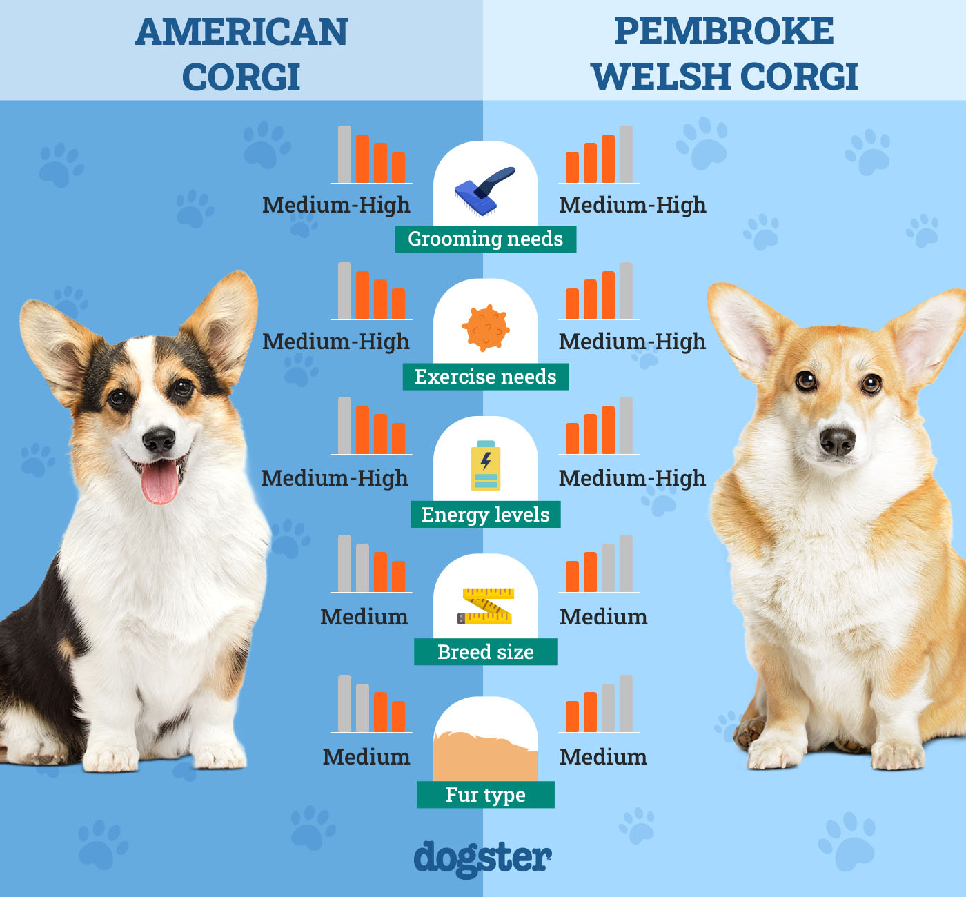 Dogster_Side by Side Comparison_ American Corgi vs Pembroke Welsh Corgi