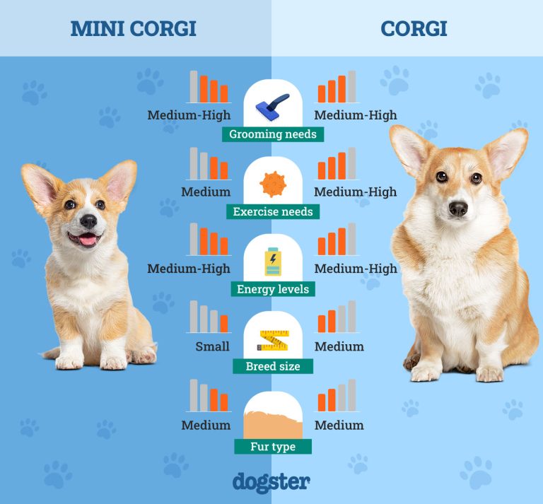 Mini vs. Detailed Breed Comparison Dogster
