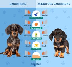 Dachshund vs Miniature Dachshund: The Differences (With Pictures) – Dogster