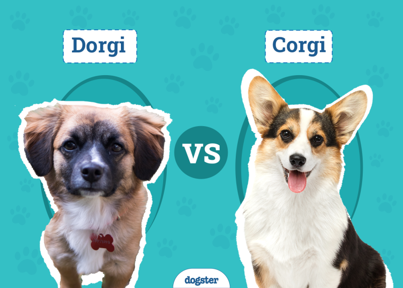 Dorgi vs Corgi