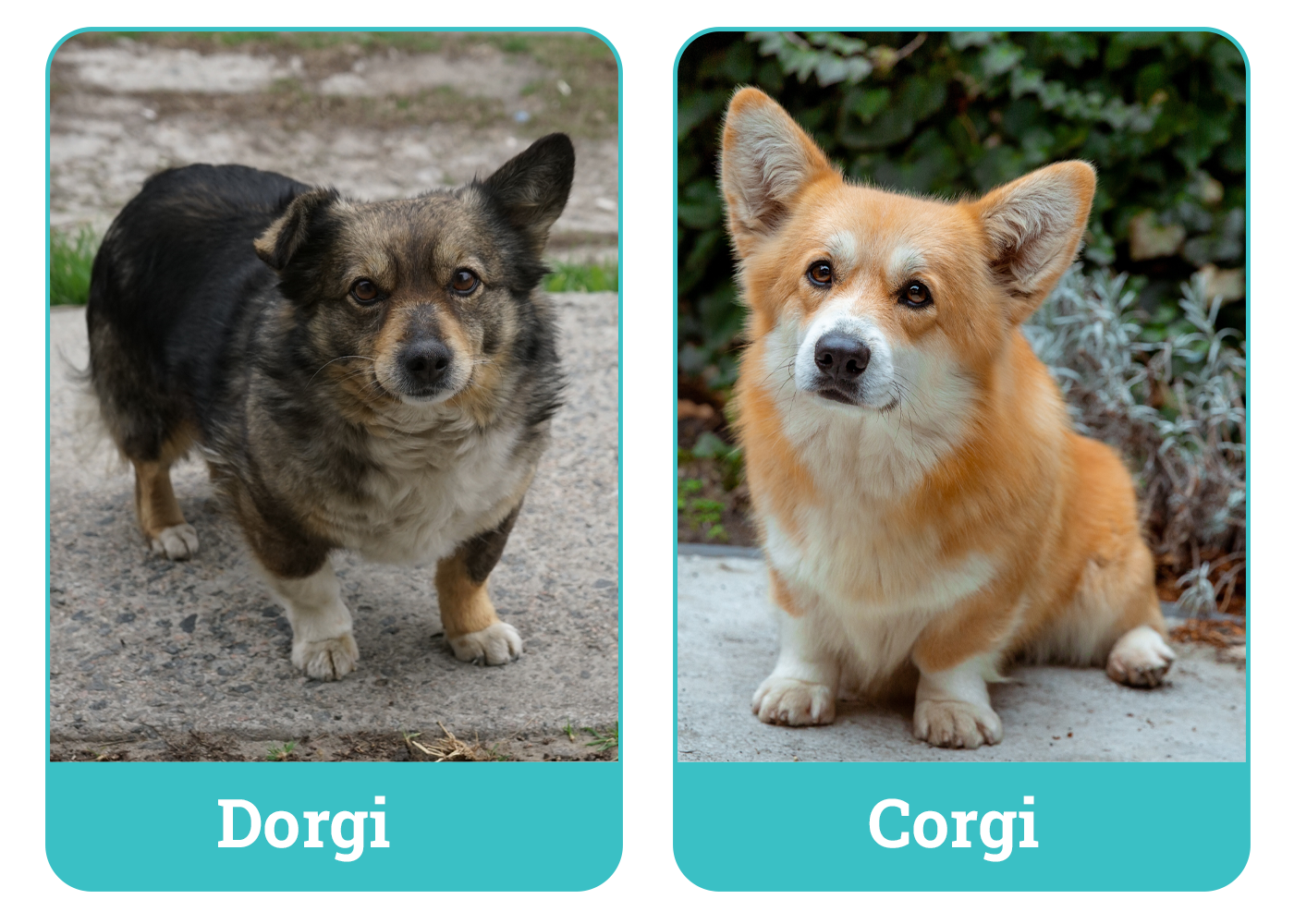 Dorgi vs Corgi