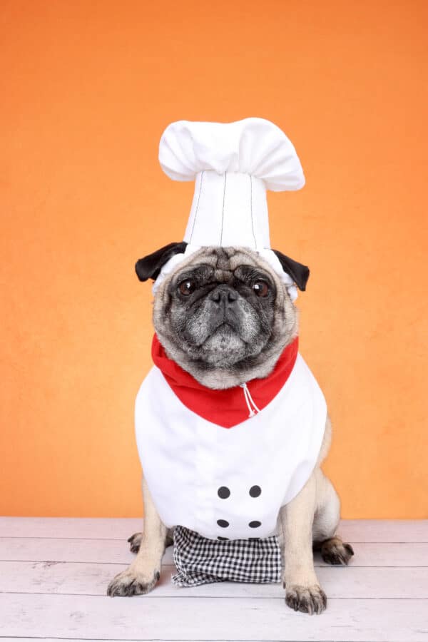 The Pug Chef