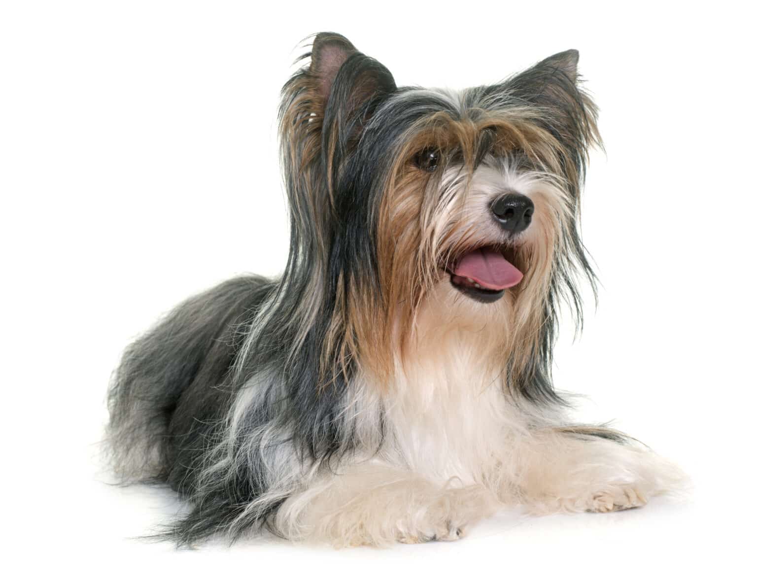 Biewer Terrier Facts About One of the Newest Toy Breeds Dogster