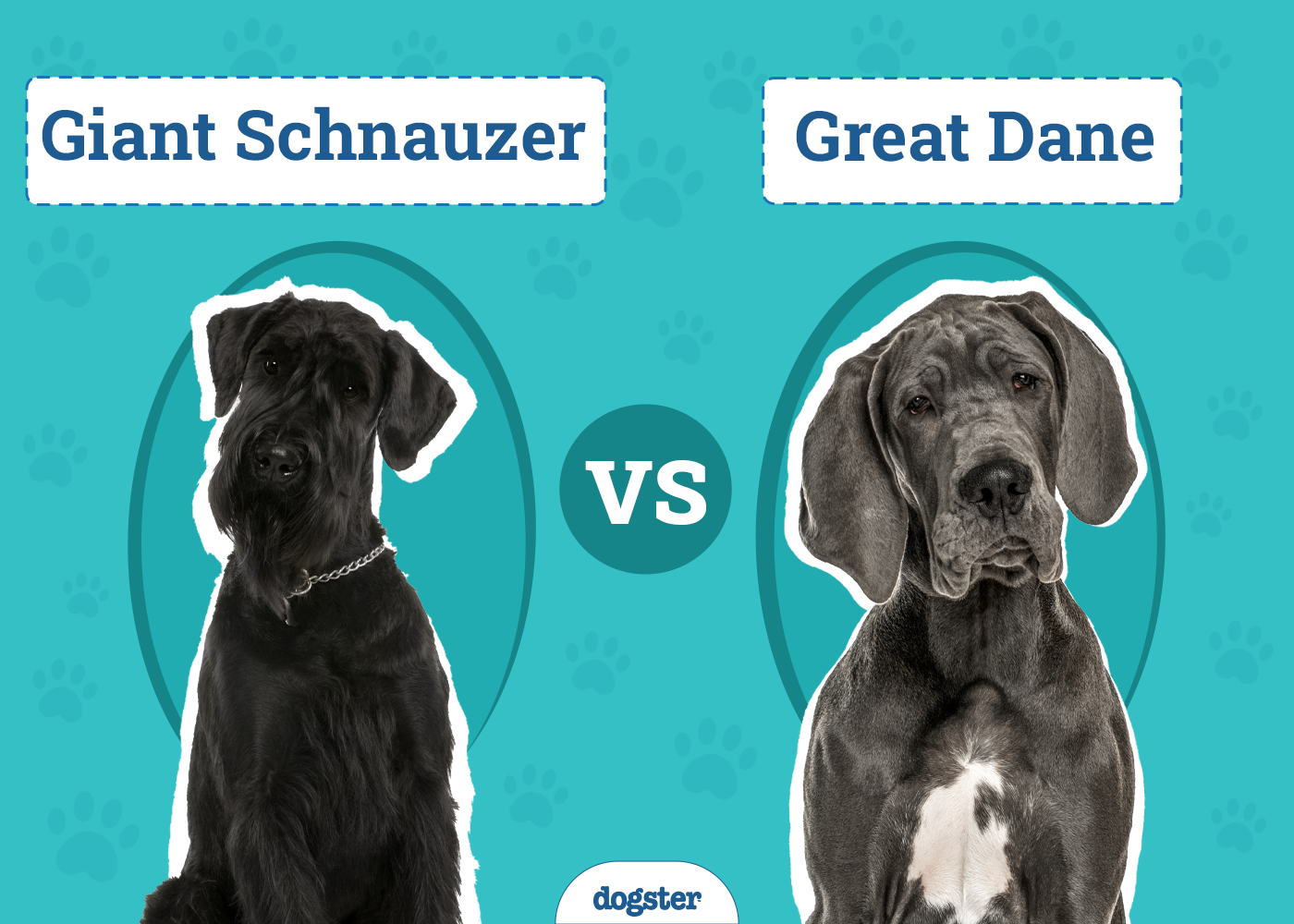 Giant Schnauzer vs. Great Dane