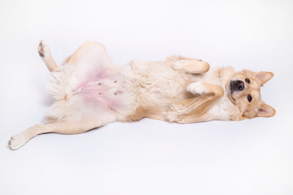 Golden Retriever lying on its back exposing belly