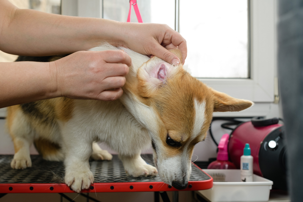 Groomer cleaning corgi's ears
