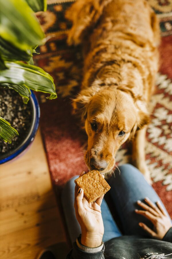 dog peanut butter treat for anxiety
