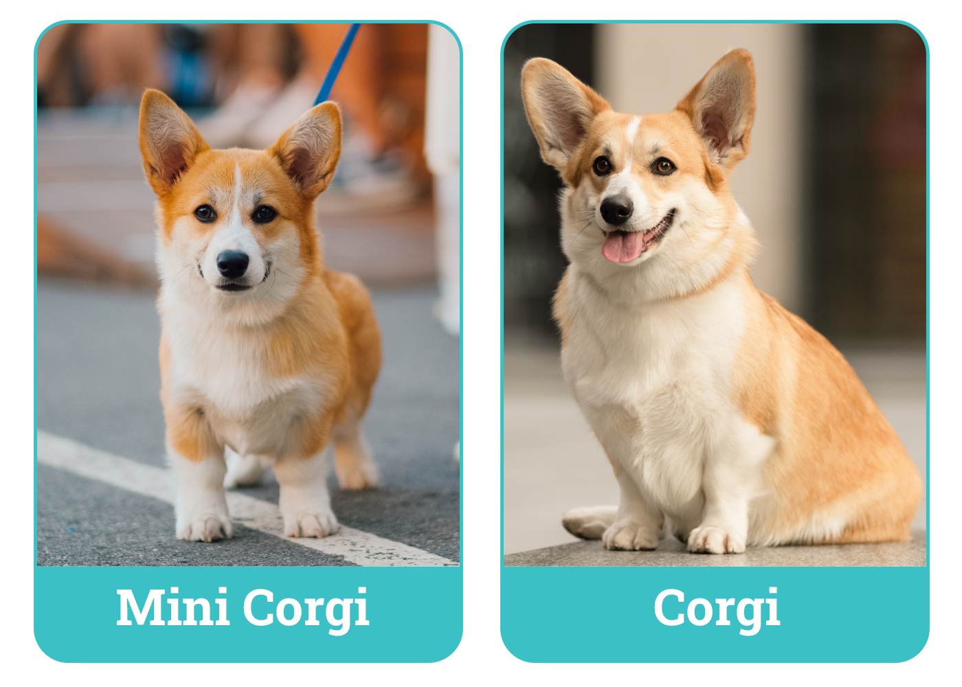Mini Corgi vs. Corgi