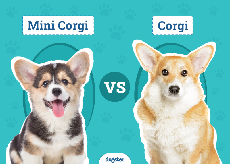 Mini Corgi vs. Corgi