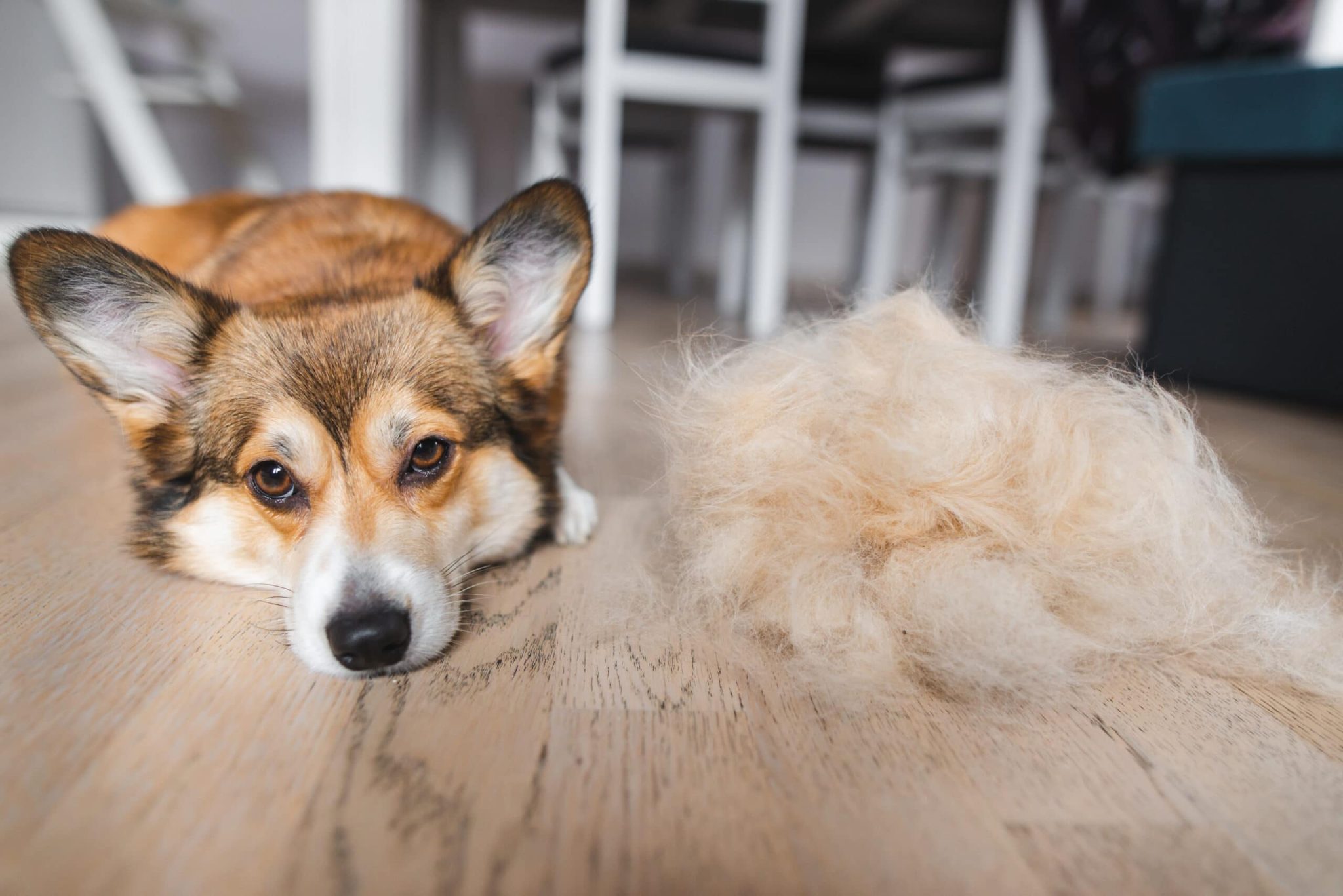 Do Corgis Shed More Than Other Breeds? How Much & Grooming Tips – Dogster