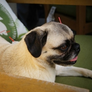 pug dog receiving acupuncture
