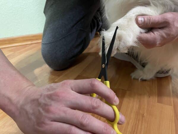 trimming dog paw hair