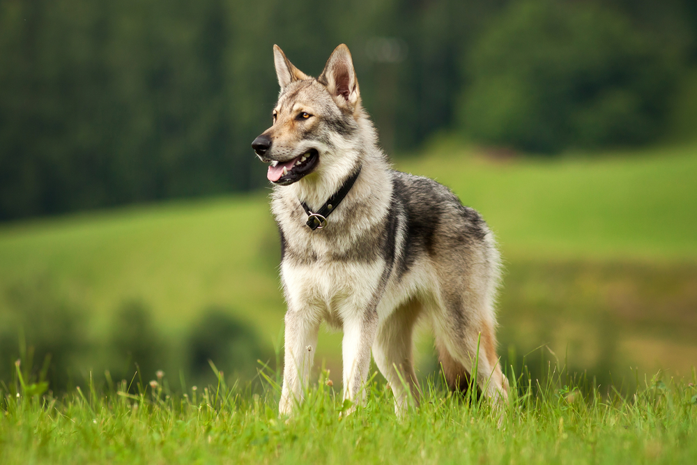 Wolfdog-in-the-meadow
