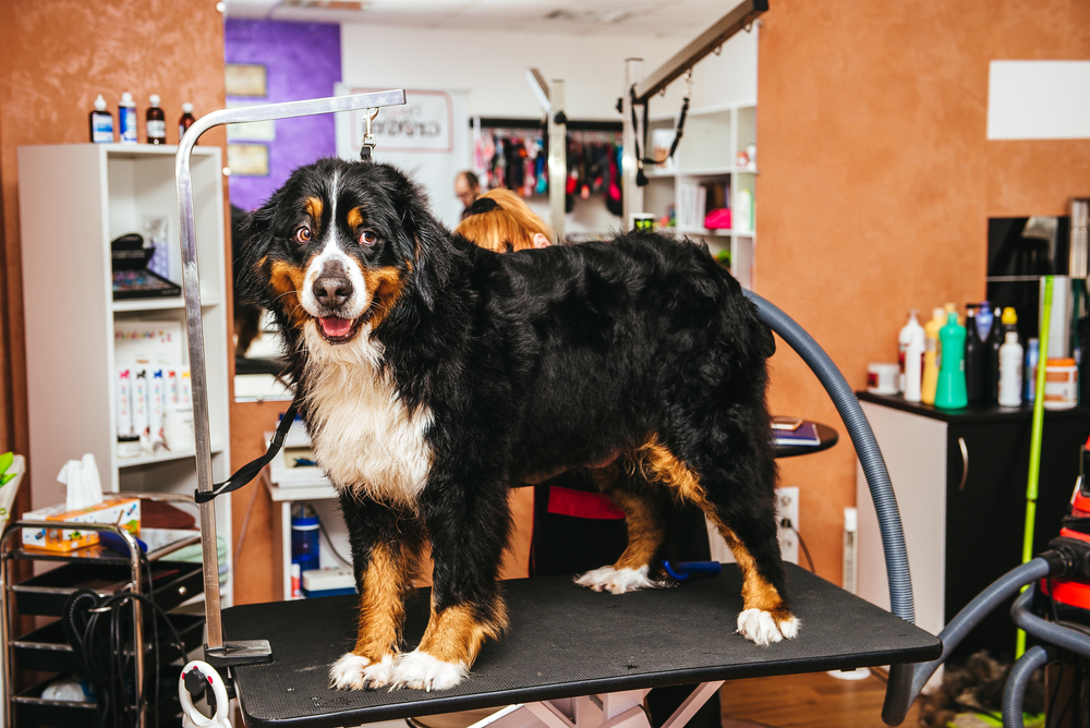 bernese mountain dogs with groomer