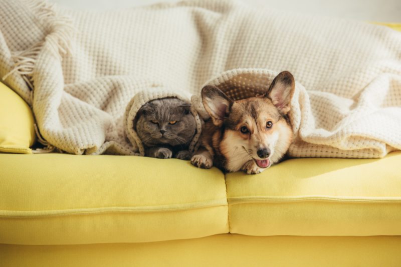 corgi lying on a couch next to cat