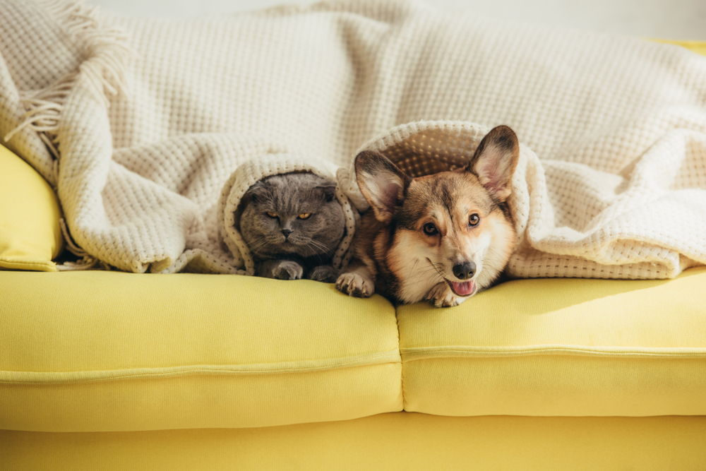 corgi lying on a couch next to cat