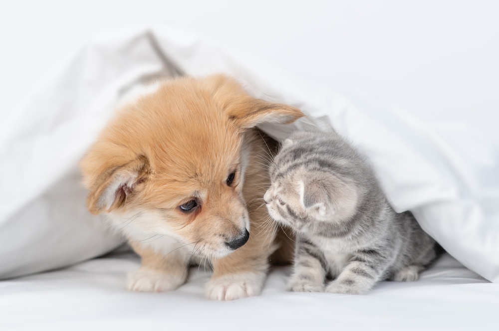 corgi-puppy-with-a-kitten-under-blanket