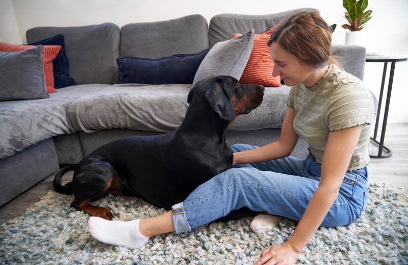 doberman pinscher dog sitting with owner on the living room floor