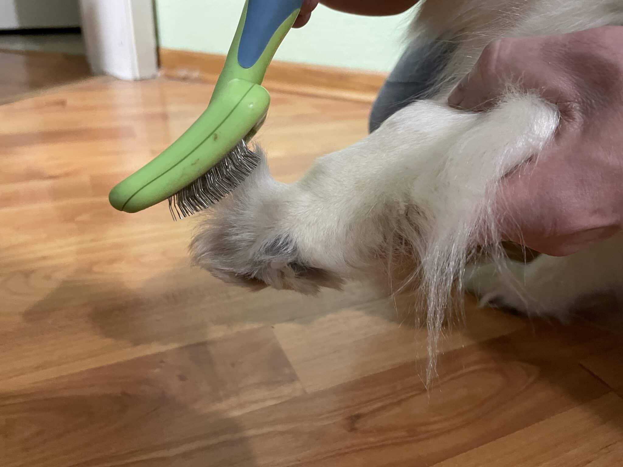 How To Trim Dog Paw Hair In 5 Simple Steps Dogster how-to-trim-dog-paw-hair-in-5-simple-steps-dogster