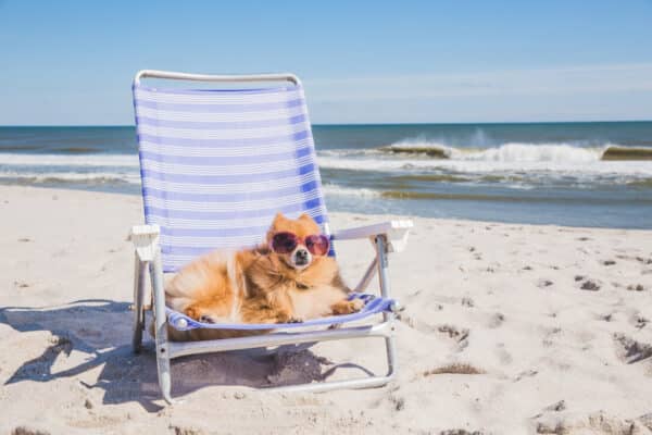 Summer dog beach, dog on vacation, dog wearing sunglasses