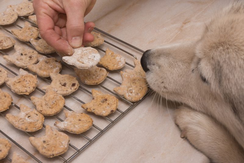dog-smelling-the-homemade-biscuits