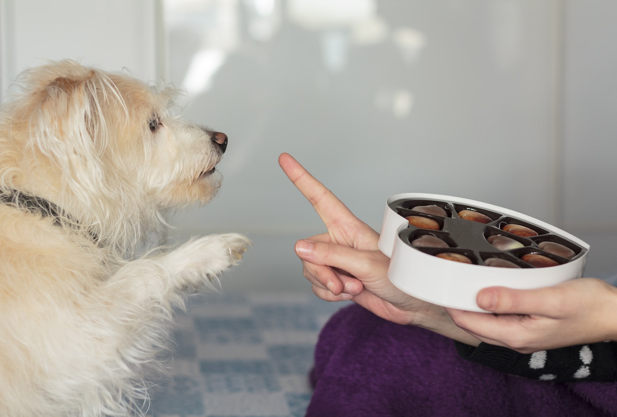 is chocolate bad for dogs