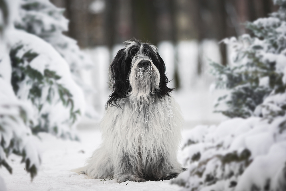 fluffy Tibetan terrier dog sitting on the snow