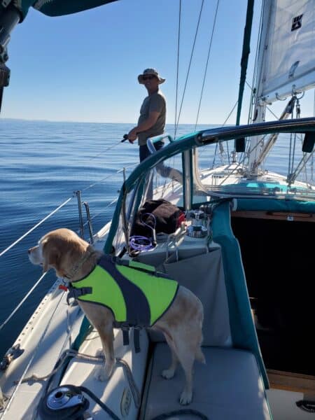 dog in life jacket on boat