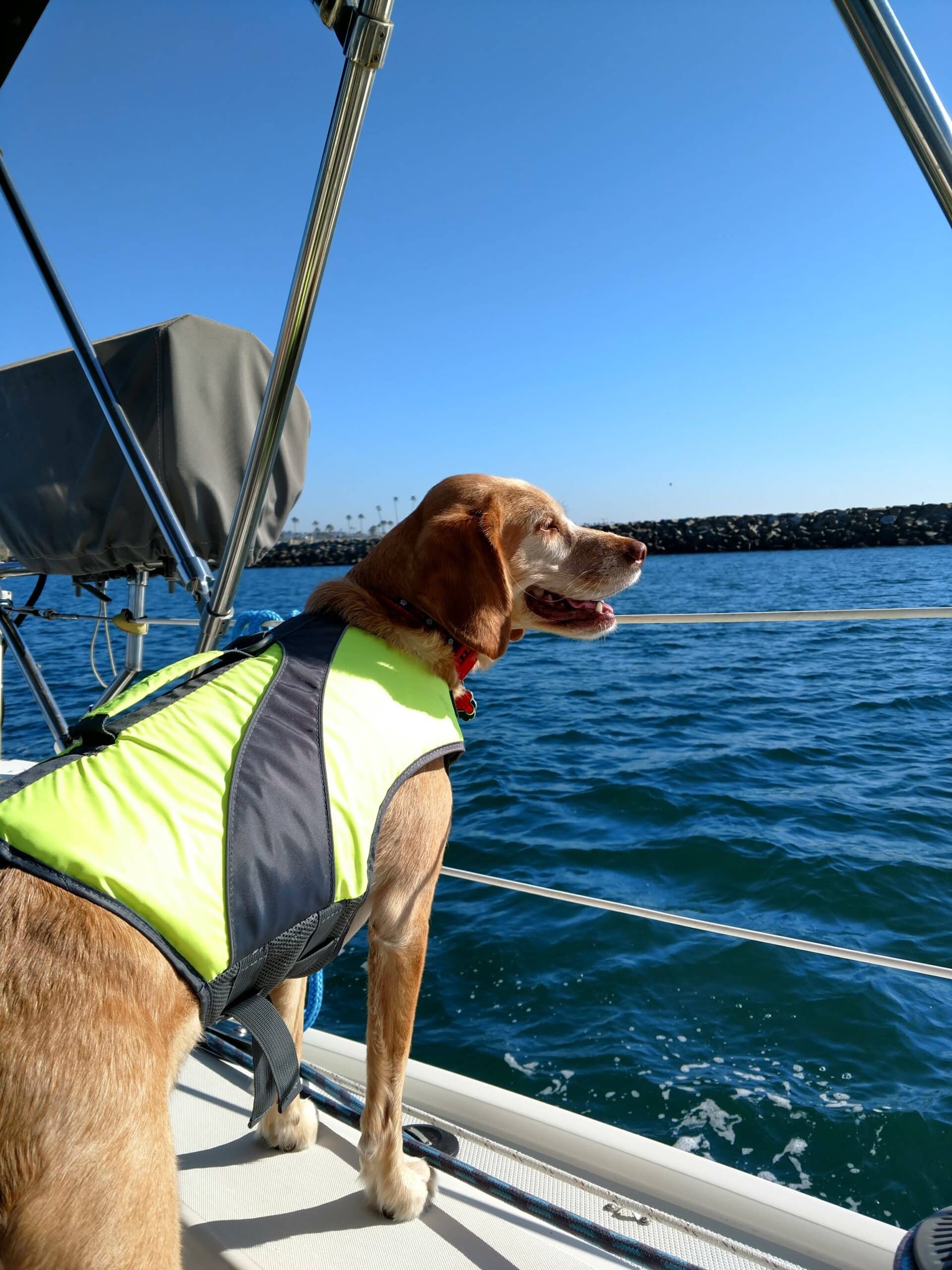 Outward Hound Granby Splash Dog Life Jacket, Orange, Small 