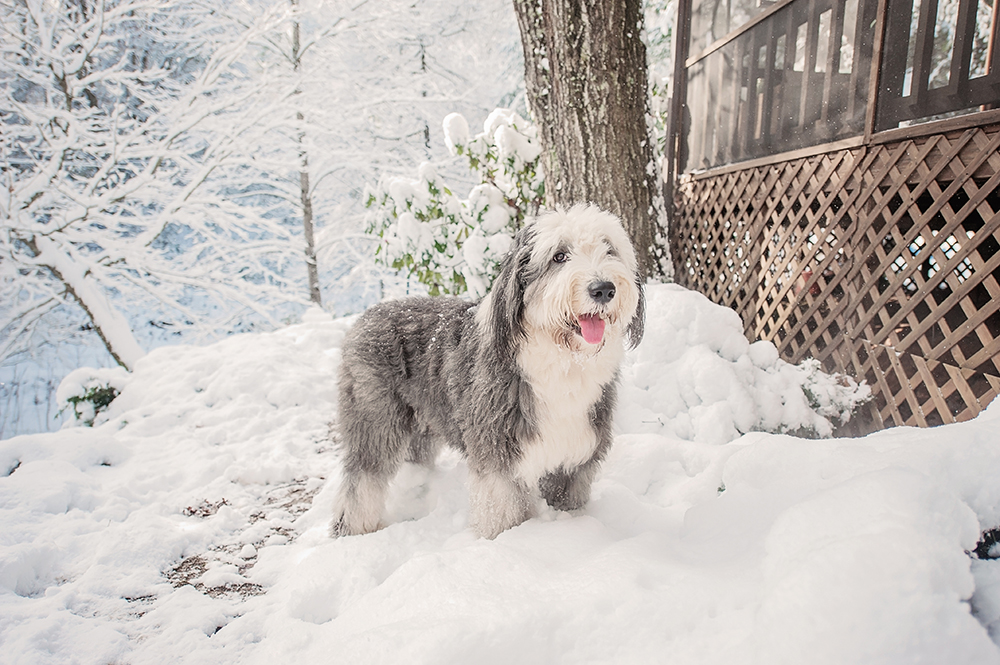 Old English Sheepdog in the Snow