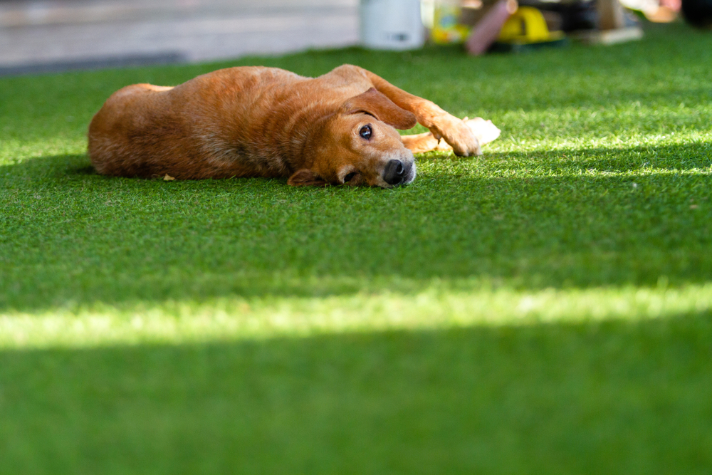 small old dog lying on artificial grass