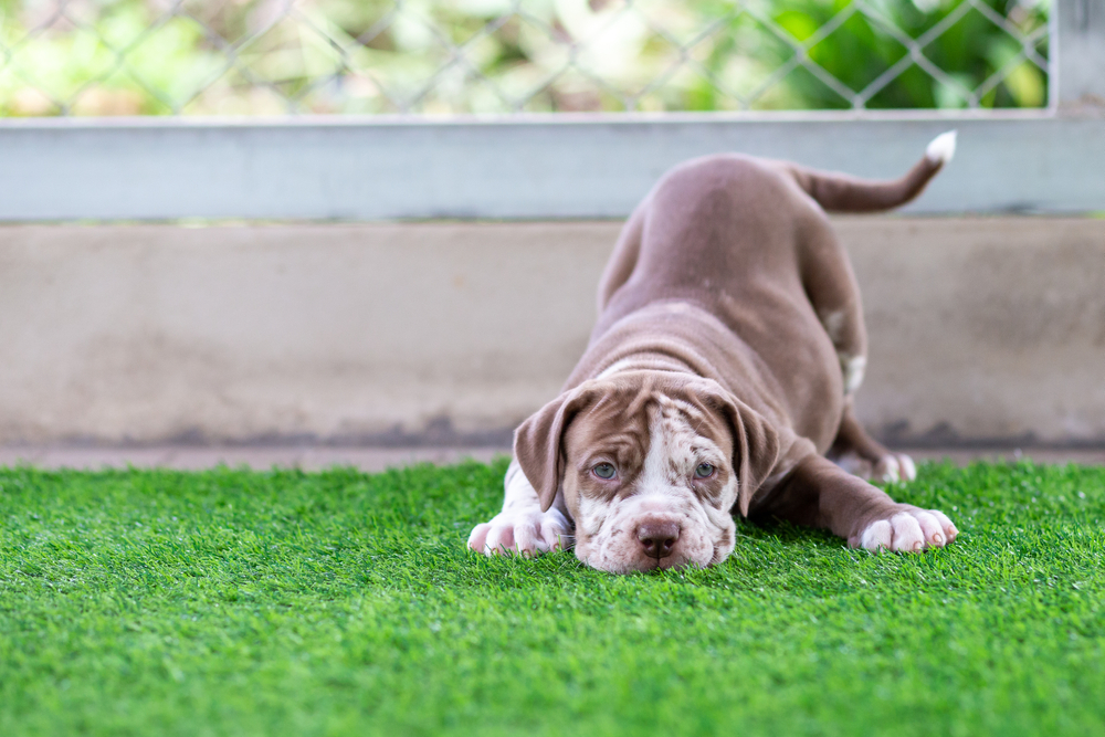 Cute Brown and white pit bull puppy on artificial grass in a dog farm