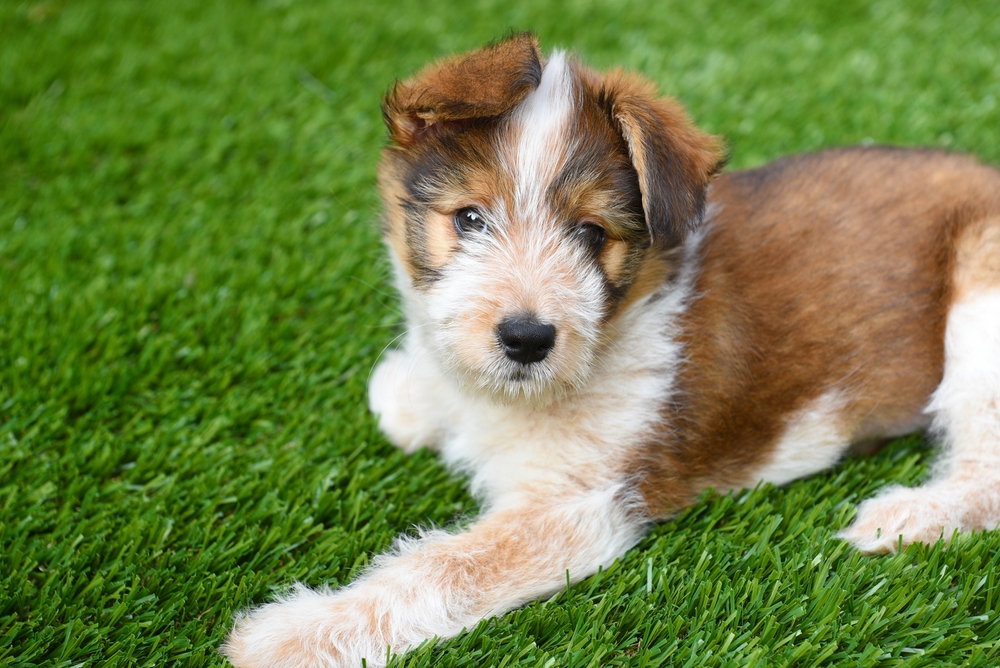 Dog Australian Shepherd Mix Puppy laying on artificial grass surface