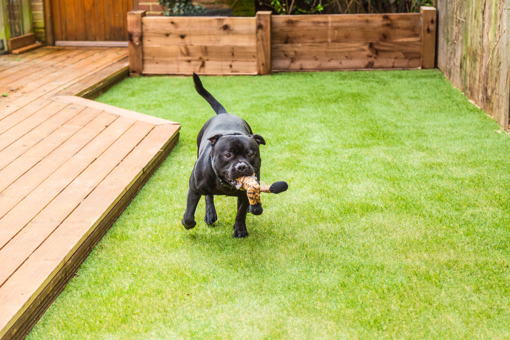 Black Staffordshire bull terrier dog running and playing on artificial grass by decking in a residential garden or yard