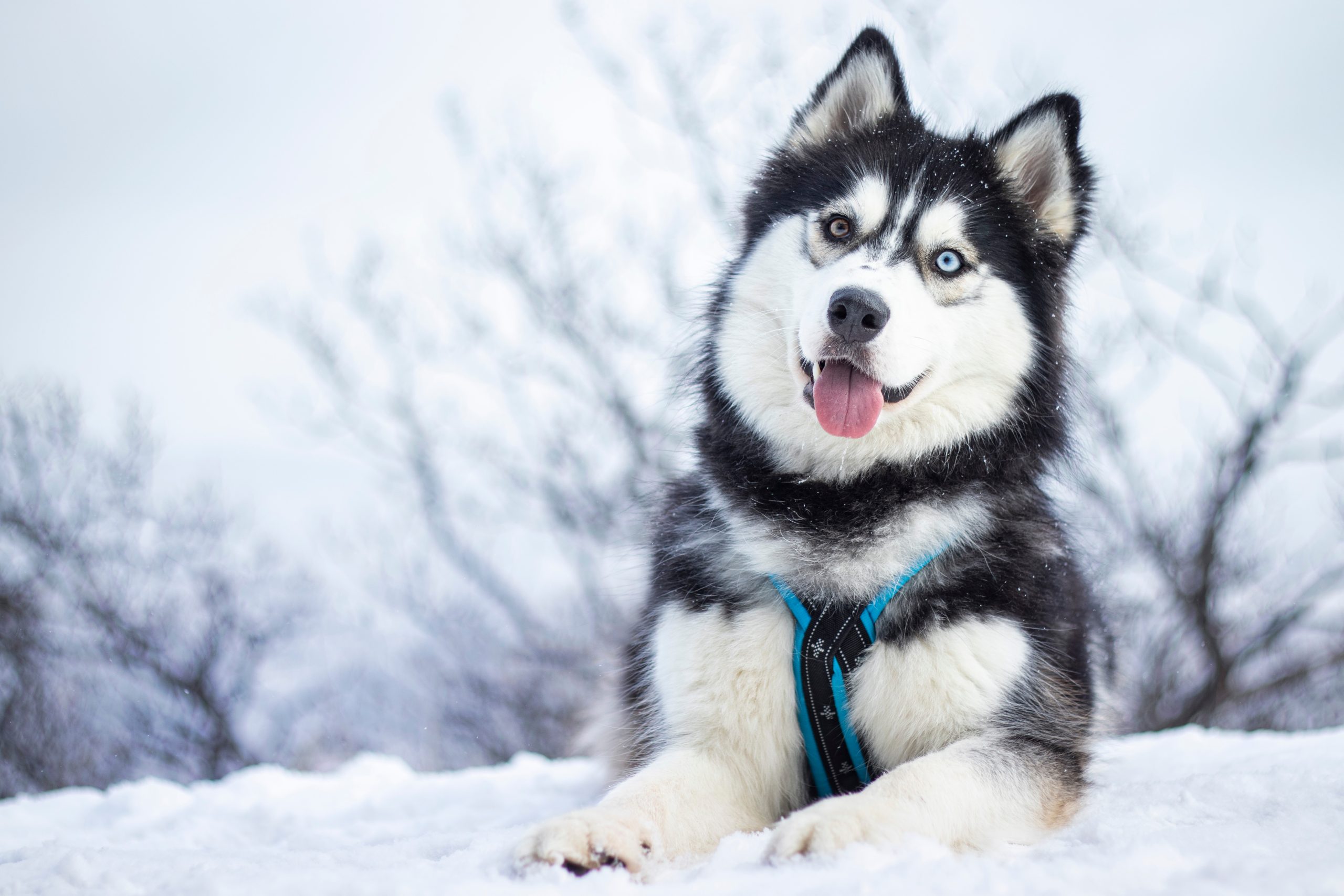 siberian husky in the snow