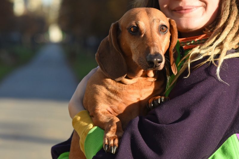 smooth-haired-dachshund-in-the-arms-of-their-owner