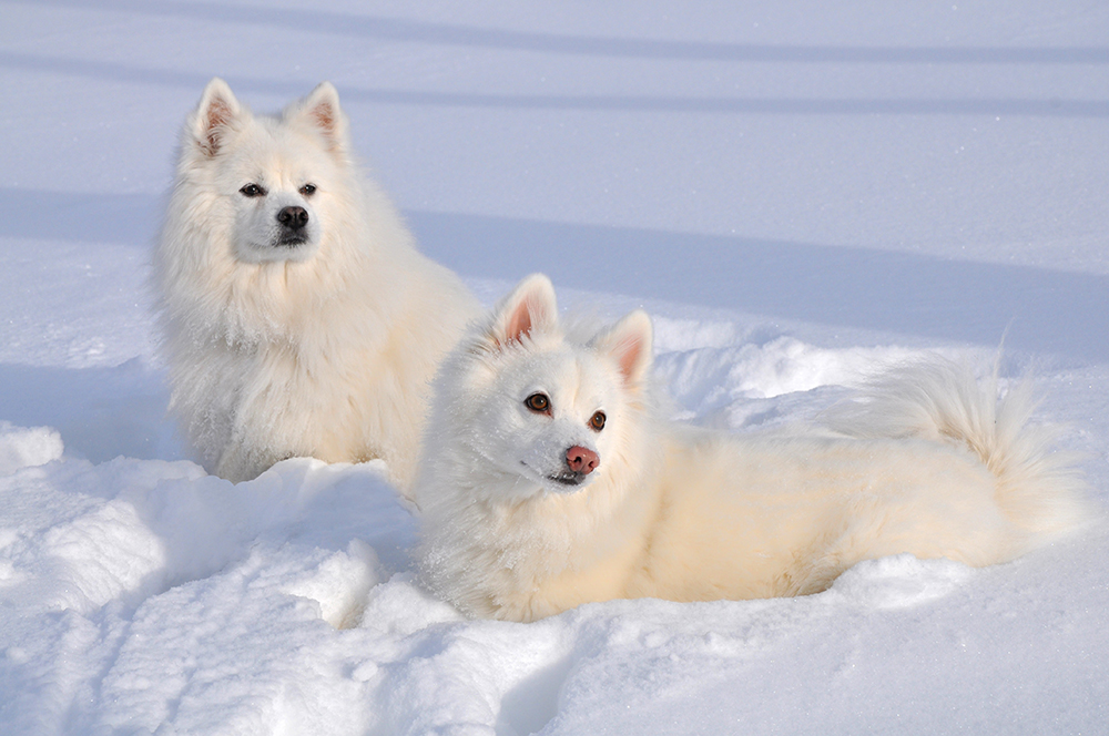 two American Eskimo dogs enjoying the snow