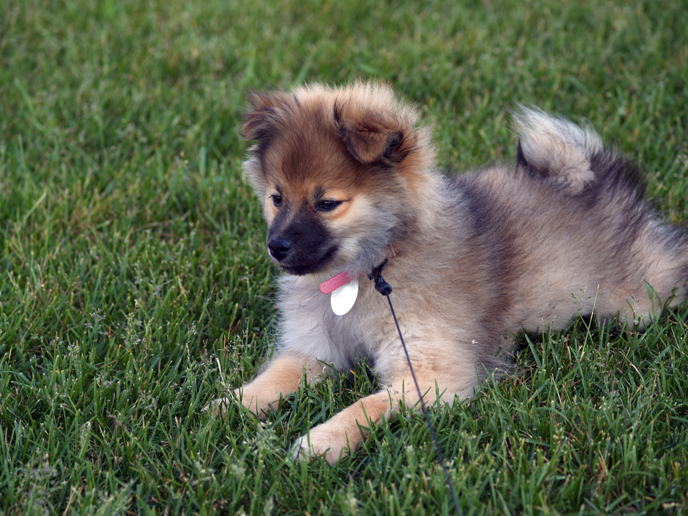 3-month-old-wolf-sable-pomeranian-puppy-laying-on-grass